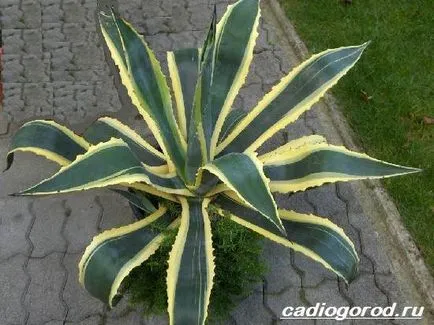 Agave növény