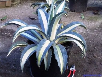 Agave - houseplants mele