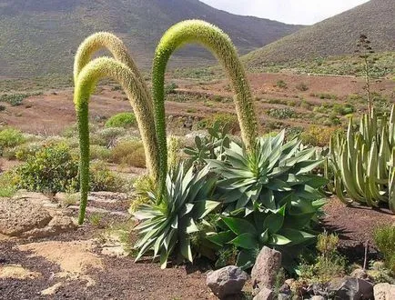 Agave megfelelő gondozás otthon