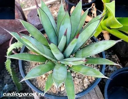 Agave növény