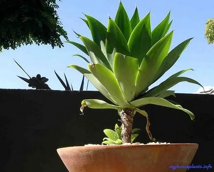 Agave - houseplants mele