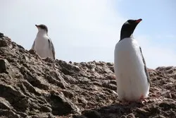 Antarctica - ghid, vacanță în Antarctica, și mai mult la