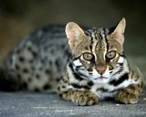 Ашер, бенгалска котка, или азиатски Leopard котка