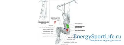 Anatomia structurii musculare a abdomenului, funcția, exerciții pentru a dezvolta mușchii abdomenului