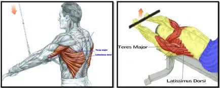 Anatomy of a hátizmok