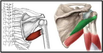 Anatomy of a hátizmok