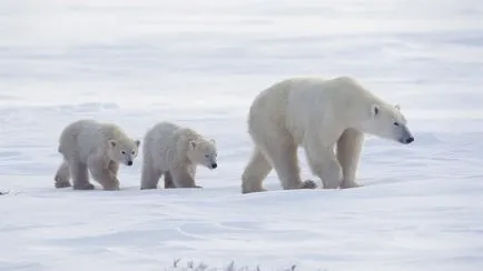 Arctic - atunci când gheața se topește