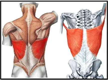 Anatomy of a hátizmok