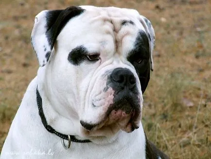 Amerikai bulldog tenyészet leírását, az oktatás és a táplálkozás, az amerikai bulldog