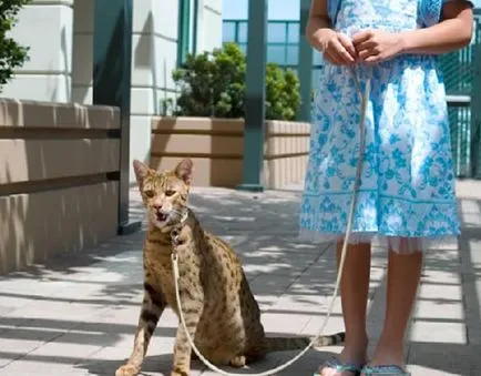 Asher, leopárd macska, vagy az ázsiai leopárd macska