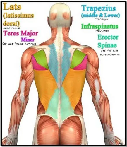 Anatomy of a hátizmok