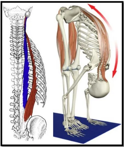 Anatomia a mușchilor spatelui