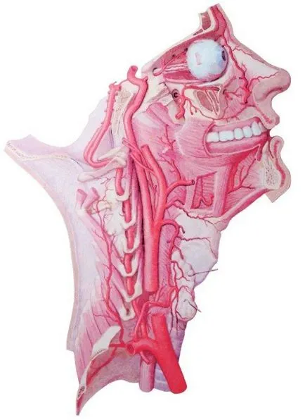 Anatomia arterelor brachiocefalic