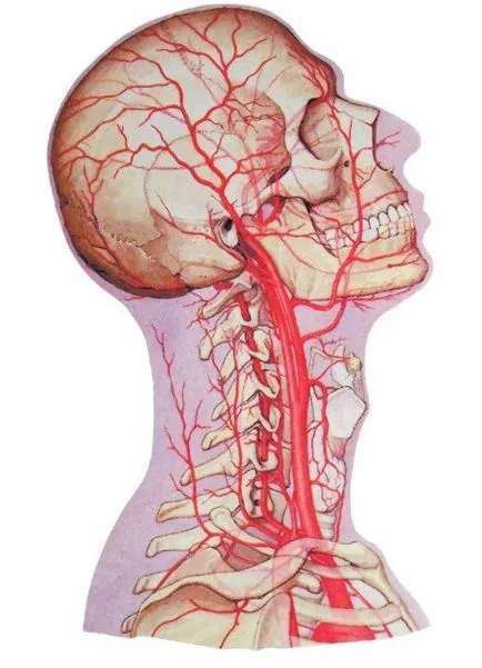 Anatomia arterelor brachiocefalic