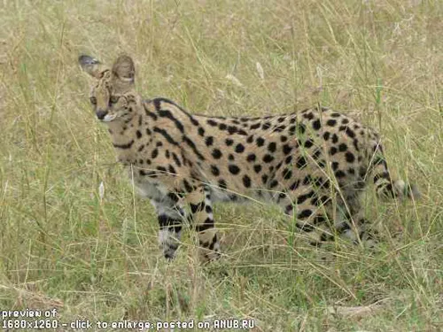 Ашер, бенгалска котка, или азиатски Leopard котка