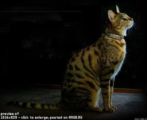 Ашер, бенгалска котка, или азиатски Leopard котка