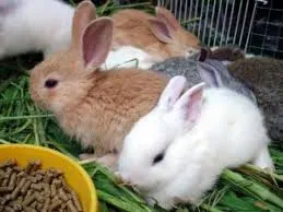 Бременност в зайците, моите домашни любимци