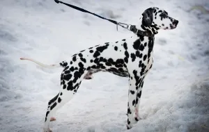 Basset Hound - Breed leírás, élelmiszer és gondozása a kutyák Basset Hound