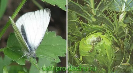 Butterfly fehér pillangó - azonosítása és kártevők irtására - Titkok kertészek