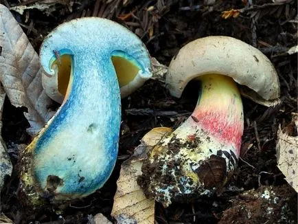 edulis Boletus false deoasbire de prezent