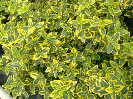 Euonymus характеристики на отглеждане и растителни видове