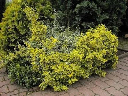 Euonymus характеристики на отглеждане и растителни видове