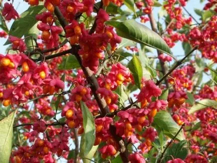 Euonymus характеристики на отглеждане и растителни видове