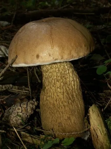 edulis Boletus false deoasbire de prezent