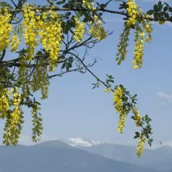 plantare Bobovnik și de îngrijire, fotografii soiuri, cultivarea și propagarea Laburnum, bolilor și îngrășăminte