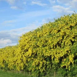 plantare Bobovnik și de îngrijire, fotografii soiuri, cultivarea și propagarea Laburnum, bolilor și îngrășăminte