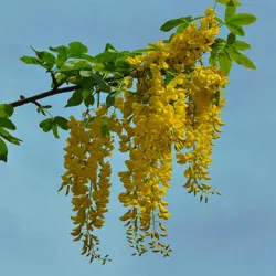 plantare Bobovnik și de îngrijire, fotografii soiuri, cultivarea și propagarea Laburnum, bolilor și îngrășăminte