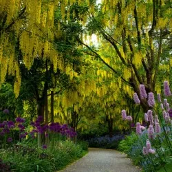 plantare Bobovnik și de îngrijire, fotografii soiuri, cultivarea și propagarea Laburnum, bolilor și îngrășăminte