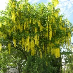 plantare Bobovnik și de îngrijire, fotografii soiuri, cultivarea și propagarea Laburnum, bolilor și îngrășăminte