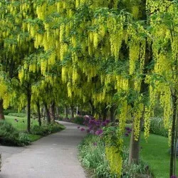 plantare Bobovnik și de îngrijire, fotografii soiuri, cultivarea și propagarea Laburnum, bolilor și îngrășăminte