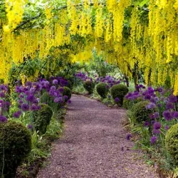 plantare Bobovnik și de îngrijire, fotografii soiuri, cultivarea și propagarea Laburnum, bolilor și îngrășăminte