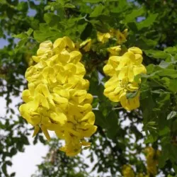 plantare Bobovnik și de îngrijire, fotografii soiuri, cultivarea și propagarea Laburnum, bolilor și îngrășăminte