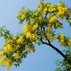 plantare Bobovnik și de îngrijire, fotografii soiuri, cultivarea și propagarea Laburnum, bolilor și îngrășăminte