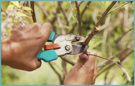 plantare Bobovnik și de îngrijire, fotografii soiuri, cultivarea și propagarea Laburnum, bolilor și îngrășăminte