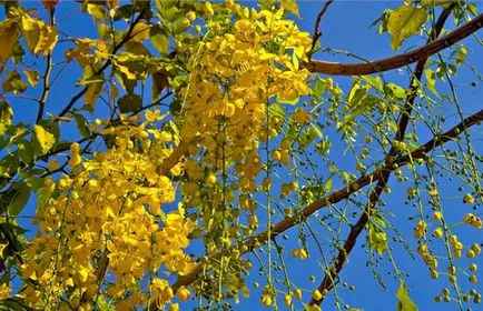 plantare Bobovnik și de îngrijire, fotografii soiuri, cultivarea și propagarea Laburnum, bolilor și îngrășăminte