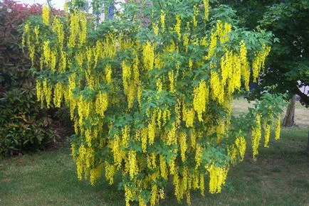 plantare Bobovnik și de îngrijire, fotografii soiuri, cultivarea și propagarea Laburnum, bolilor și îngrășăminte