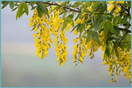 plantare Bobovnik și de îngrijire, fotografii soiuri, cultivarea și propagarea Laburnum, bolilor și îngrășăminte