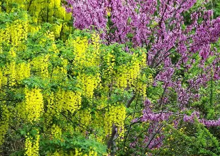 plantare Bobovnik și de îngrijire, fotografii soiuri, cultivarea și propagarea Laburnum, bolilor și îngrășăminte