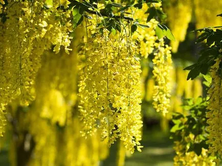 plantare Bobovnik și de îngrijire, fotografii soiuri, cultivarea și propagarea Laburnum, bolilor și îngrășăminte