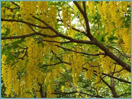 plantare Bobovnik și de îngrijire, fotografii soiuri, cultivarea și propagarea Laburnum, bolilor și îngrășăminte