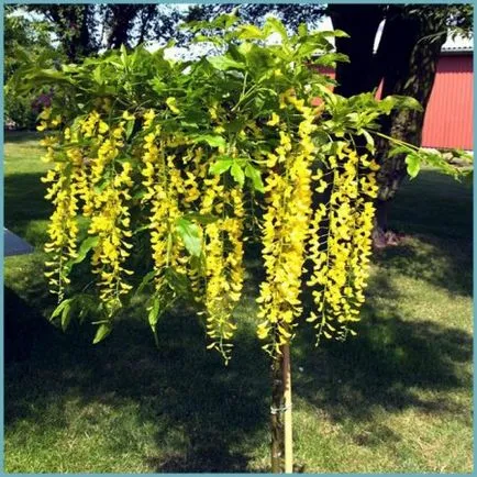 plantare Bobovnik și de îngrijire, fotografii soiuri, cultivarea și propagarea Laburnum, bolilor și îngrășăminte