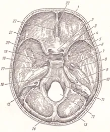 Craniu în general - site-ul medical