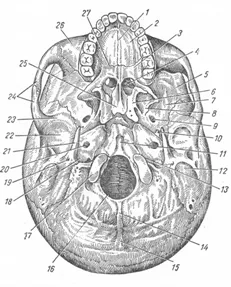 Craniu în general - site-ul medical