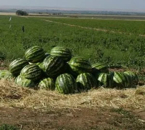 Ceea ce este util, de ce este popular și cum să crească pepene verde Top Gun folosind răsaduri