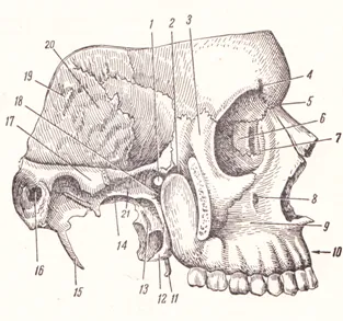 Craniu în general - site-ul medical