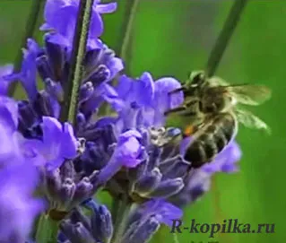 Билки за черния дроб и жлъчния мехур